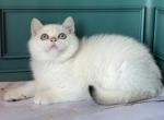 Ola - British Shorthair Cat For Sale - Glendale&comma; CA&comma; US