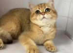 Toto - British Shorthair Cat For Sale - Glendale&comma; CA&comma; US