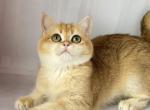 Ailee - British Shorthair Cat For Sale - Glendale&comma; CA&comma; US