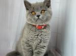 Female blue color - British Shorthair Cat For Sale - Wheeling&comma; IL&comma; US