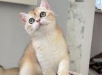 Tosha - British Shorthair Cat For Sale - Wheeling&comma; IL&comma; US