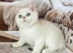 Ola - British Shorthair Cat For Sale - Wheeling&comma; IL&comma; US