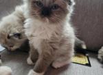 Seal mink male ragdoll - Ragdoll Cat For Sale - Jacksonville&comma; NC&comma; US
