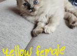 Torite mink ragdoll - Ragdoll Cat For Sale - Jacksonville&comma; NC&comma; US