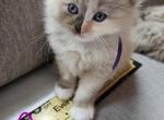 Tortie mink ragdoll - Ragdoll Cat For Sale - Jacksonville&comma; NC&comma; US