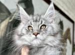 Foxxy breeding rights - Maine Coon Cat For Sale - Boerne&comma; TX&comma; US