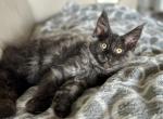 Jynx - Maine Coon Cat For Sale - Boerne&comma; TX&comma; US