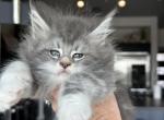 Blizzard x  Siberia litter - Maine Coon Cat For Sale - Boerne&comma; TX&comma; US