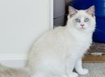 Delphinium Ragdolls TICA - Ragdoll Cat For Sale - Murrieta&comma; CA&comma; US