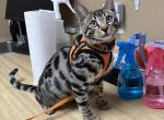 Mozzy aka Max - Bengal Cat For Sale - Oklahoma City&comma; OK&comma; US