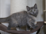 MEDUNITCA IZ TVERSKOGO KNYAZHESTVA - Siberian Cat For Sale - NY&comma; US