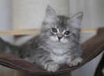 POTAP IZ TVERSKOGO KNYAZHESTVA - Siberian Cat For Sale - NY&comma; US