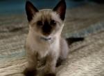 Sunshine - Siamese Cat For Sale - Cape Coral&comma; FL&comma; US
