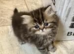 Emma's TomCat - Persian Cat For Sale - Vincennes&comma; IN&comma; US
