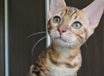 Daiquiri - Bengal Cat For Sale - Norwalk&comma; CT&comma; US