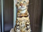 Dakota - Bengal Cat For Sale - Norwalk&comma; CT&comma; US