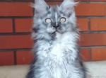 Galinka - Maine Coon Cat For Sale - Hollywood&comma; FL&comma; US