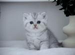 Ruby HappyBRI - British Shorthair Cat For Sale - FL&comma; US