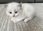 Leo Yollow - Ragdoll Cat For Sale - NC&comma; US