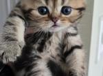Daniel - Scottish Straight Cat For Sale - Holland&comma; PA&comma; US