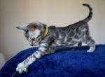 Ares - Bengal Cat For Sale - Norwalk&comma; CT&comma; US