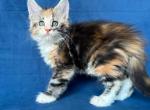Rebecca - Maine Coon Cat For Sale - Hollywood&comma; FL&comma; US