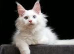 Zador - Maine Coon Cat For Sale - Hollywood&comma; FL&comma; US