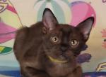 Konnor - Burmese Cat For Sale - Pembroke Pines&comma; FL&comma; US
