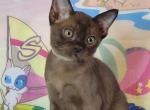 Kiara - Burmese Cat For Sale - Pembroke Pines&comma; FL&comma; US