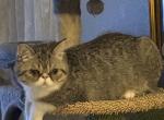 Binx    Reduced   Exotic Short Hair - Exotic Cat For Sale - Granbury&comma; TX&comma; US