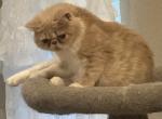 Milo   Exotic Short Hair - Exotic Cat For Sale - Granbury&comma; TX&comma; US