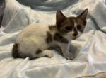 Austin & Amber Munchkins - Munchkin Cat For Sale - FL&comma; US