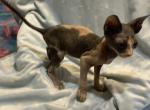 Barbie & Ken Minskins - Minskin Cat For Sale - FL&comma; US