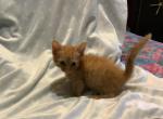 Bert - Munchkin Cat For Sale - FL&comma; US