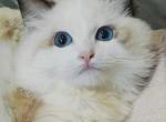 sandy - Ragdoll Cat For Sale - Los Angeles&comma; CA&comma; US