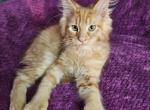 Triton The Little Mermaid Litter - Maine Coon Cat For Sale - Kingman&comma; AZ&comma; US