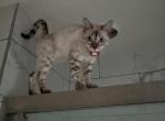 雪花 Snowflake aka Ascari - Bengal Cat For Sale - Oklahoma City&comma; OK&comma; US