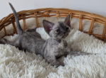 Margaret - Devon Rex Cat For Sale - CA&comma; US