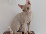 Lexus - Devon Rex Cat For Sale - CA&comma; US