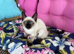 Hope - Balinese Cat For Sale - Phila&comma; PA&comma; US