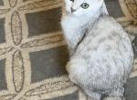Alex 3 - Scottish Straight Cat For Sale - Philadelphia&comma; PA&comma; US