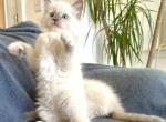 Lark - Ragdoll Cat For Sale - Los Angeles&comma; CA&comma; US