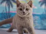 Santiago - British Shorthair Cat For Sale - Hollywood&comma; FL&comma; US