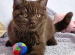 Willy - British Shorthair Cat For Sale - Hollywood&comma; FL&comma; US