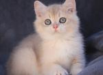 Kamila - British Shorthair Cat For Sale - Hollywood&comma; FL&comma; US