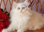 Cristal - British Shorthair Cat For Sale - Pembroke Pines&comma; FL&comma; US