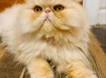 Juice - Persian Cat For Sale - Philadelphia&comma; PA&comma; US
