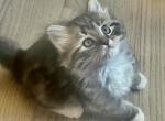 Smoke Blue Tabby Persian Kittens - Persian Cat For Sale - Ojai&comma; CA&comma; US