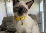 FEMALE YELLOW COLLAR - Siamese Cat For Sale - Philadelphia&comma; PA&comma; US