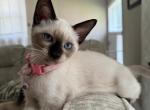 FEMALE LIGHT PINK COLLAR - Siamese Cat For Sale - Philadelphia&comma; PA&comma; US